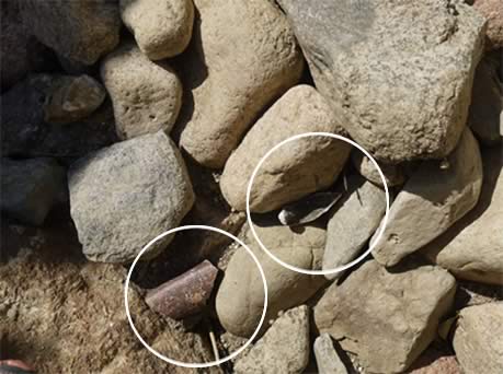 写真６．裏込内の陶器片と貝化石