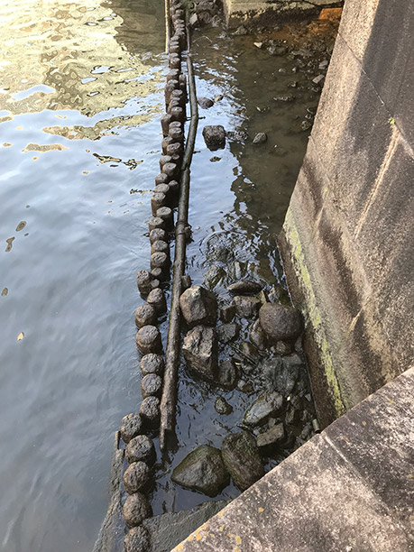 写真３．水門前面に打込まれた木杭